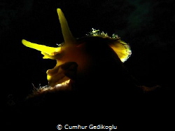Tylodina perversa
Back lighted by Cumhur Gedikoglu 